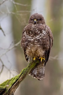 Common Buzzard (Buteo buteo), Saxony-Anhalt, Germany