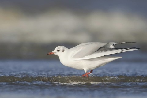 Black-headed Gull (Chroicocephalus ridibundus), Netherlands