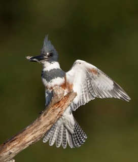 Belted Kingfisher (Megaceryle alcyon) female perched on a branch with fish prey in beak, Florida,