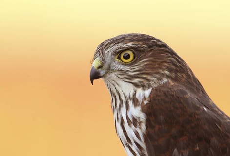 Sharp-shinned Hawk (Accipiter striatus) juvenile, Saskatchewan, Canada