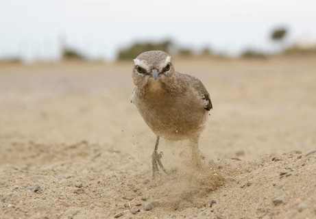 Patagonian Mockingbird (Mimus patagonicus), Chubut, Argentina