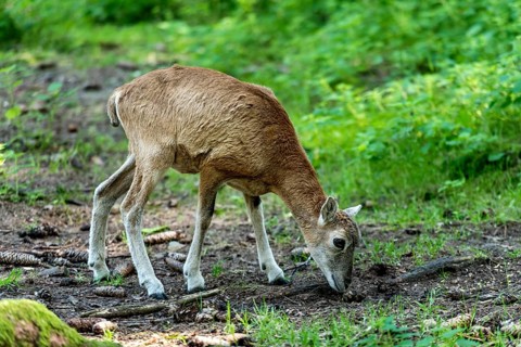 European mouflon (Ovis gmelini musimon), mouflon, young animal, looking for food in a sun-drenched
