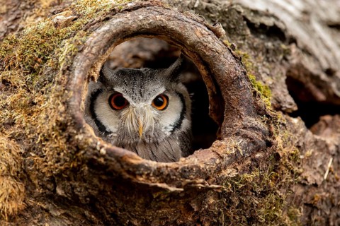Southern White-faced Owl (Ptilopsis granti) captive, peering out of a tree hollow, Germany