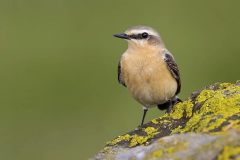 Northern Wheatear. Steinschmätzer, Chasco-cinzento, Oenanthe oenanthe, Collalba Gris, Culbianco