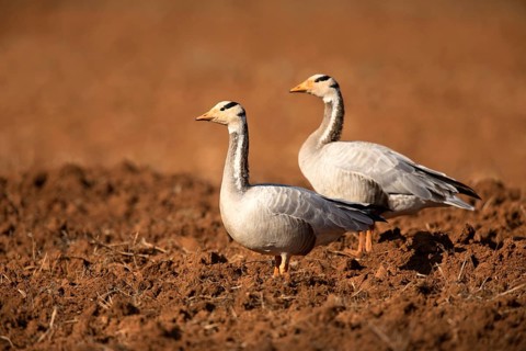 Bar-headed Goose (Anser indicus) pair, Yunnan, China