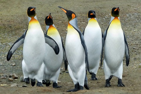 South Georgia, Antarctica, animals, penguin, penguins, king penguins, colony, Salisbury Plain