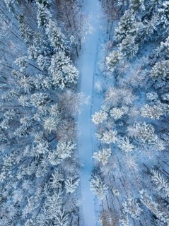 Snow-covered forest path between quiet, tall trees, Bad Wildbad, district of Calw, Black Forest,