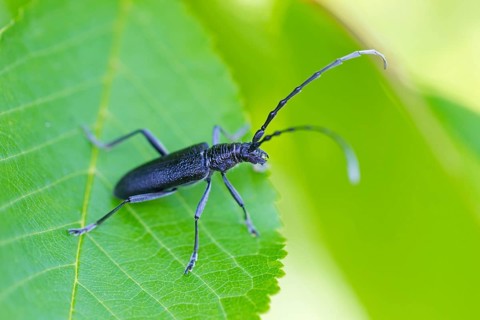 Capricorn beetle, (Cerambyx scopolii), scopolis longhorned beetle, beech longhorned beetle, beech