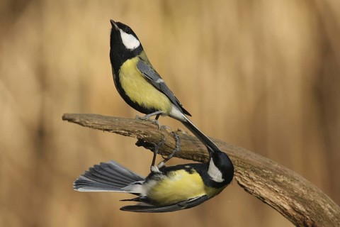 Great Tit (Parus major), Lower Saxony, Germany