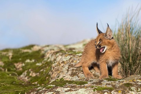 Caracal (Caracal caracal) cub hissing, Castile-La Mancha, Spain