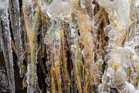 Iced reed stalks, Åre, Jämtland, Sweden, October 2021