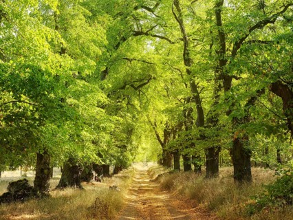 Alte Lindenallee am Kyffhäuser in early autumn, Kyffhäuserkreis, Thuringia, Germany