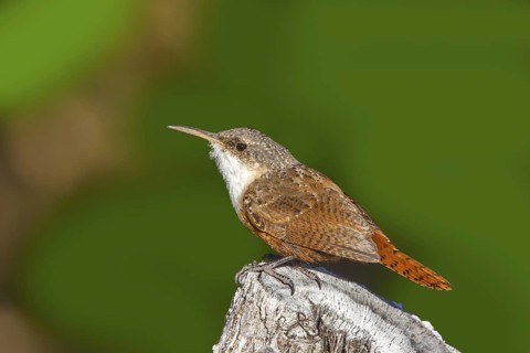 Canyon Wren Catherpes mexicanus Santa Catalina Mountains, Arizona, United States 18 March Adult