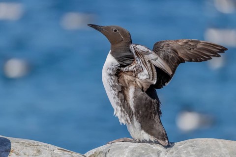 Common guillemot (Uria aalge), ringed guillemot with eye ring, flapping wings, Hornoya,