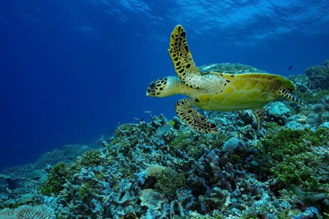 A majestic green sea turtle gracefully swims over a colorful coral reef teeming with marine life in