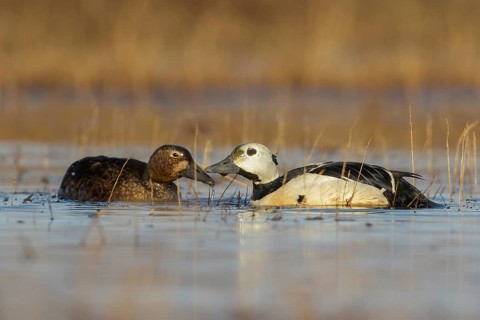 Steller's Eider (Polysticta stelleri) feeding on a small pond on the tundra in Northern Alaska