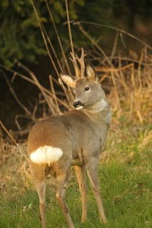 Roe deer (Capreolus capreolus) six-antlered buck in winter coat at the edge of a forest, Lower