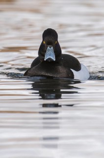 Tufted Duck (Aythya fuligula) male, Grisons, Switzerland