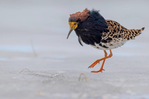 Ruff (Philomachus pugnax), foraging on ice, Varanger, Norway