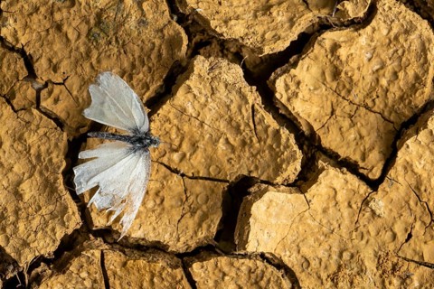 A delicate cabbage butterfly rests on cracked earth, symbolizing resilience and adaptation in a