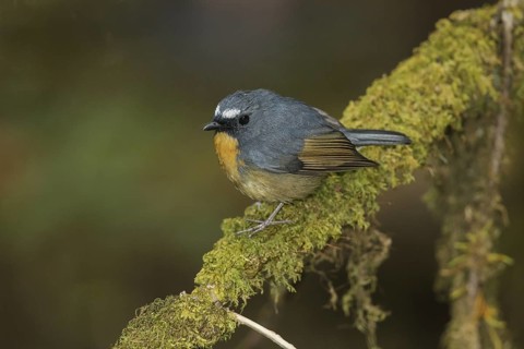 Snowy-browed Flycatcher (Ficedula hyperythra) male, Doi Inthanon, Thailand