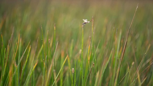 A delicate dragonfly rests on a tall reed in the lush wetlands of the puebla de belena lagoons in