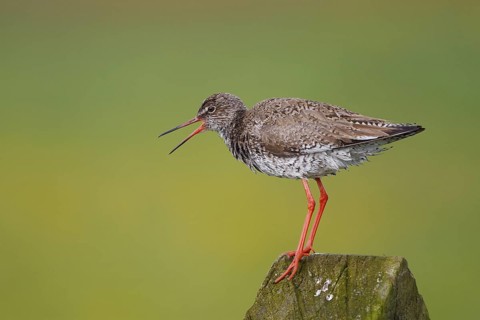 Common Redshank (Tringa totanus) calling, Netherlands