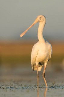 Yellow-billed Spoonbill (Platalea flavipes) foraging, Victoria, Australia