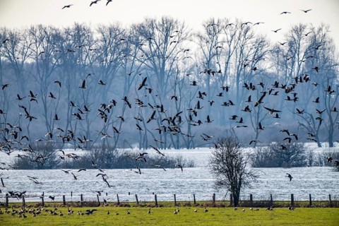 Bislicher Insel, nature reserve on the Rhine, Altrheinarm, near Xanten, Lower Rhine, Wesel