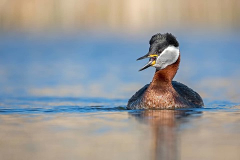 Red-necked Grebe (Podiceps grisegena) displaying, Saxony-Anhalt, Germany