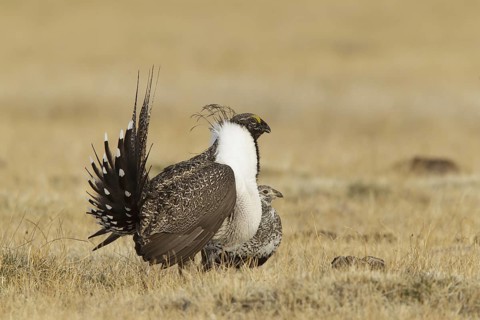 Sage Grouse (Centrocercus urophasianus) mating, California, USA