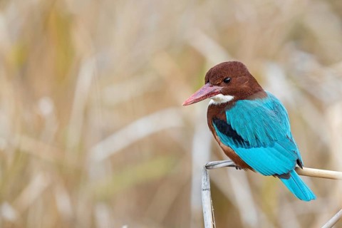 Brown kingfisher, (Halcyon smyrnensis), family of kingfishers, on perch, animals, birds, Israel