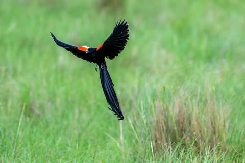 Long-tailed widowbird (Euplectes progne) in flight, South Africa
