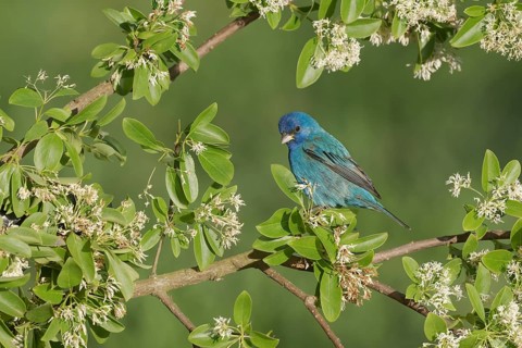 Indigo Bunting (Passerina cyanea) male perched on a branch, Texas, USA