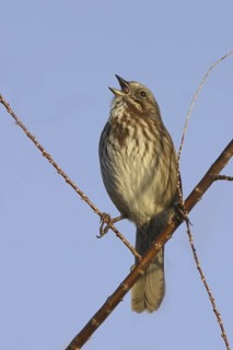 Song Sparrow (Melospiza melodia) singing, British Columbia, Canada