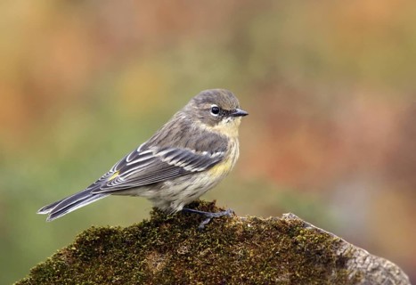 Myrtle Warbler (Setophaga coronata coronata), Saskatchewan, Canada