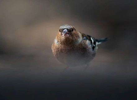 Chaffinch (Fringilla coelebs) male in the forest, Canton Graubünden, Switzerland