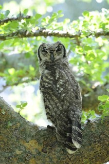Spotted Eagle-owl (Bubo africanus), Voi, Kenya