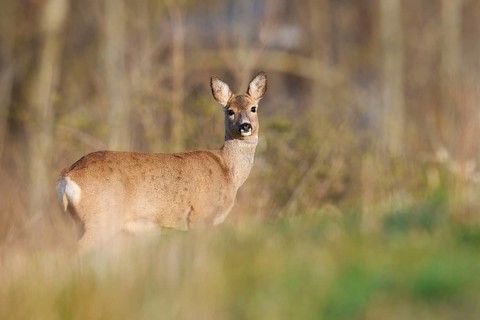 European roe deer (Capreolus capreolus), doe, North Rhine-Westphalia, Germany