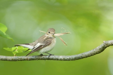 European Pied Flycatcher (Ficedula hypoleuca) female, Baden-Wuerttemberg, Germany