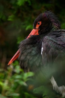 Black stork (Ciconia nigra), male, captive
