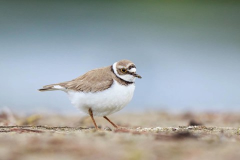 Little Ringed Plover (Charadrius dubius) female, North Rhine-Westphalia, Germany