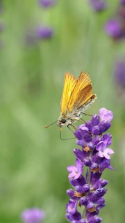 Large skipper (Ochlodes venatus), collecting nectar from a flower of Common lavender (Lavandula
