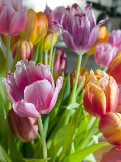 Different coloured tulips (Tulipa)