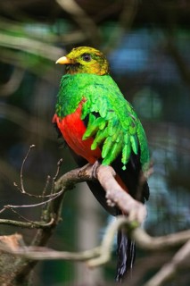 Golden-headed Quetzal (Pharomachrus auriceps), adult male perched on a branch, native to Central