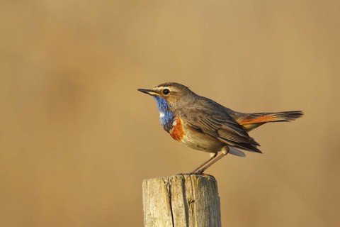 Bluethroat (Luscinia svecica cyanecula), Baden-Wuerttemberg, Germany