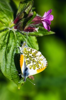 Pair of Orange-tip, Orange Tip, Anthocharis cardamines, butterflies during copulation