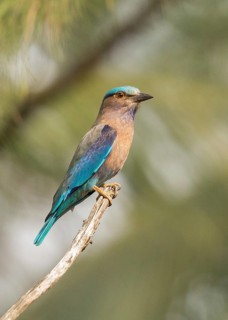 Indian Roller (Coracias benghalensis), Thailand