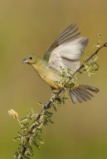 Painted Bunting (Passerina ciris) female, Texas, USA