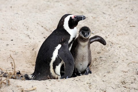 African penguin (Spheniscus demersus), adult, juvenile, chick, nest, beach, Boulders Beach,